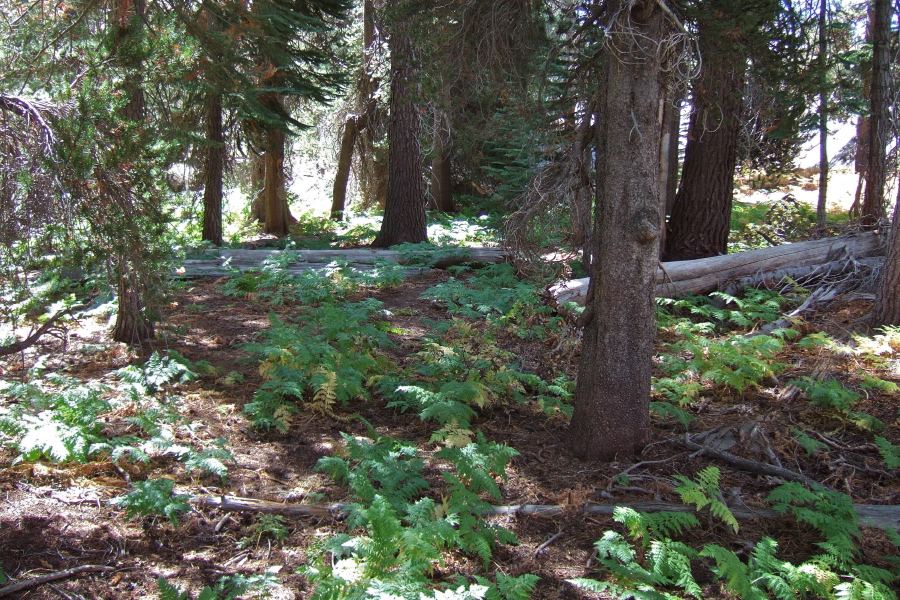 And was occasionally covered with lush ferns.