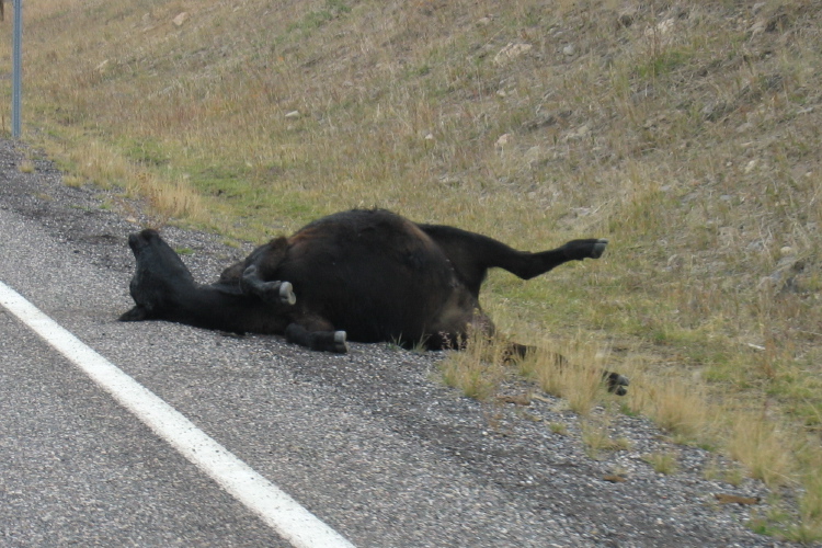 Dead steer by the road, UT12.