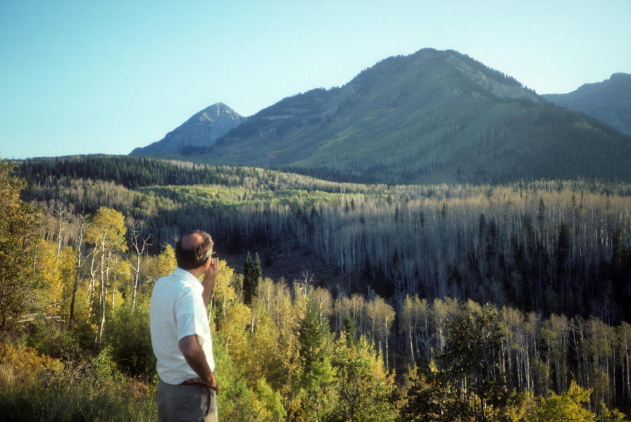 David stops to admire the aspens on the American Fork Canyon Rd.