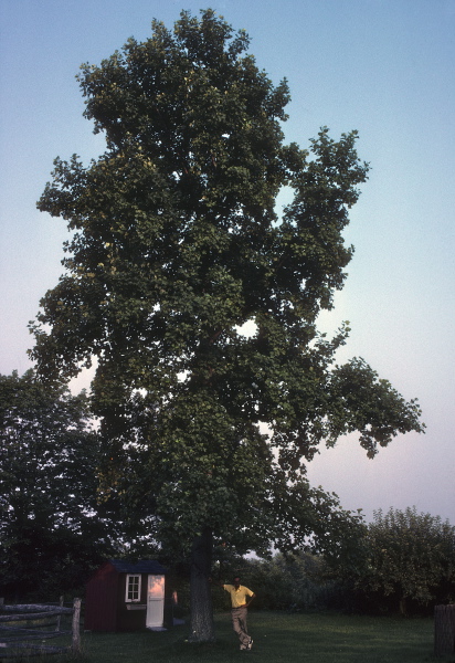 David stands beneath the tulip tree he and Uncle Rob planted.