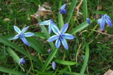 The Siberian Squill are just starting to come out.