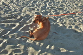 Kumba rests in the sand at the beach.