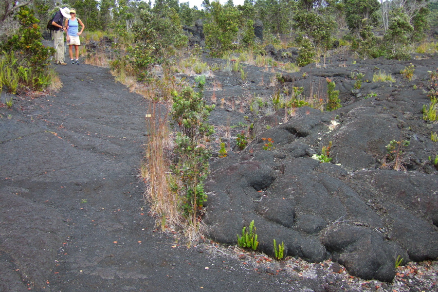 The toe of a pahoehoe lava flow stopped just short of the trail.