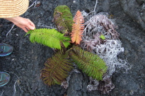 A pretty multi-colored Ama'u fern grown on Mauna Ulu