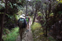 Laura and David descend the well-maintained trail through the forest of ohi'a fern.