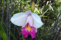 Hawaiian Orchid (bamboo orchid, Arundinea graminifolia)