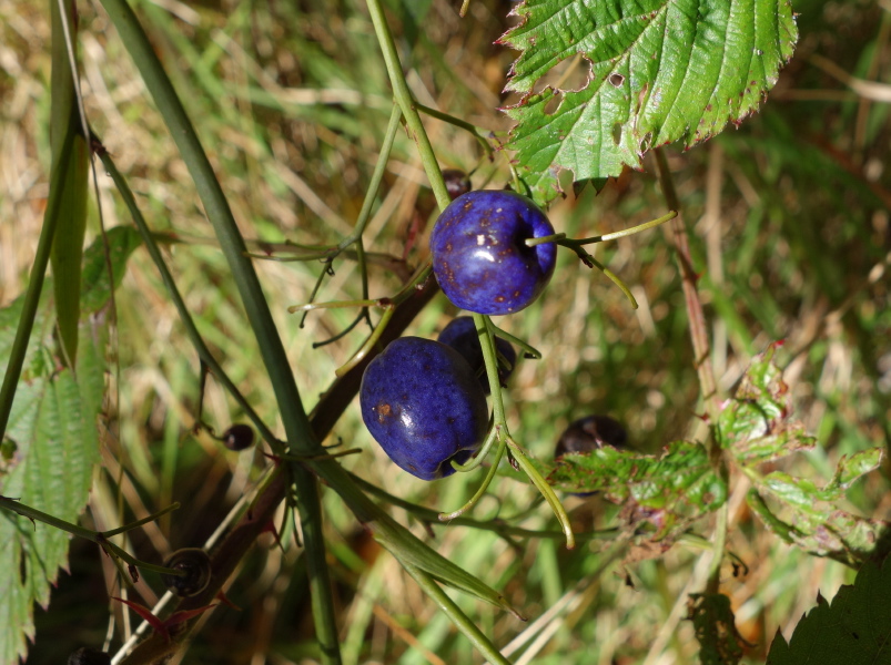 Dianella sandwicensis fruit