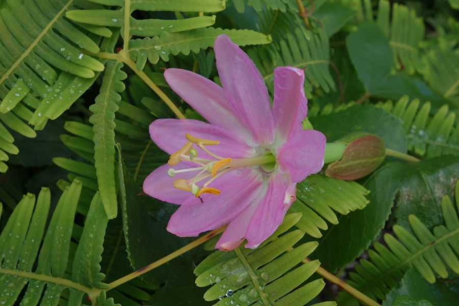 Unidentified flower amongst ferns