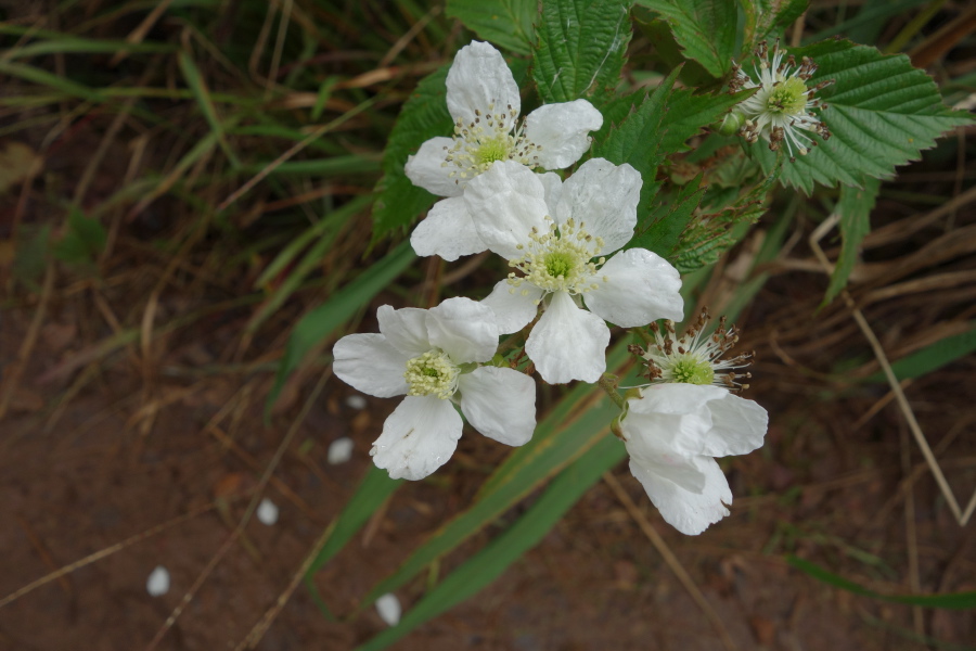 Rubus argutus (Sawtooth Blackberry) flowers