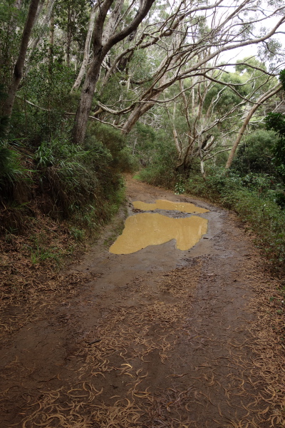 A mud bog on Halemanu Road