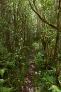 The upper mile of the trail spends most of its time winding its way through a low forest.