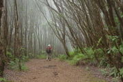 David returns through the misty forest.