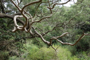 This koa tree has tentacle-like branches.