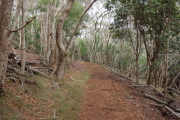 Our trail back beneath the koa trees