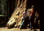 Jim and Bill at the foot of a giant sequoia