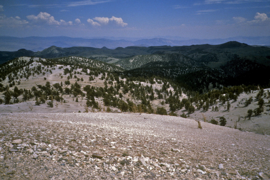 Passing the Patriarch Grove of bristlecone pines