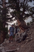 John Rankin and David next to an old Bristlecone Pine.