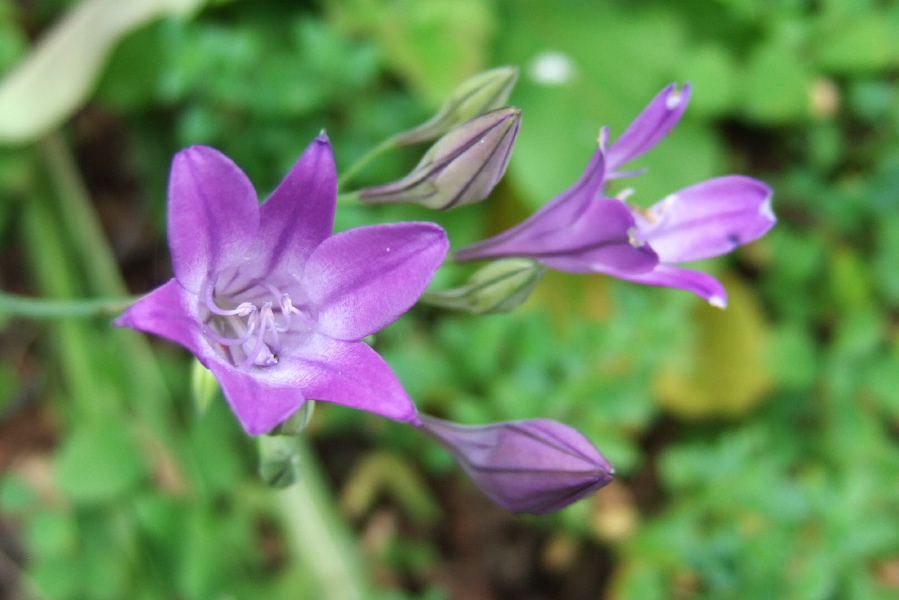 Bridges' Triteleia