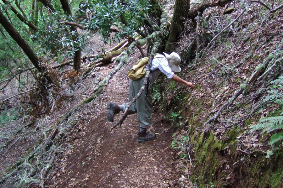 David squeezes through fallen branches.