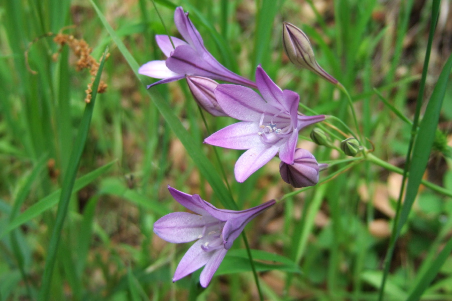 Bridges' Triteleia