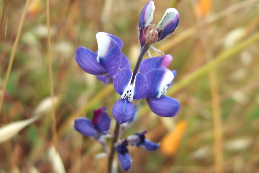 Blue Lupine