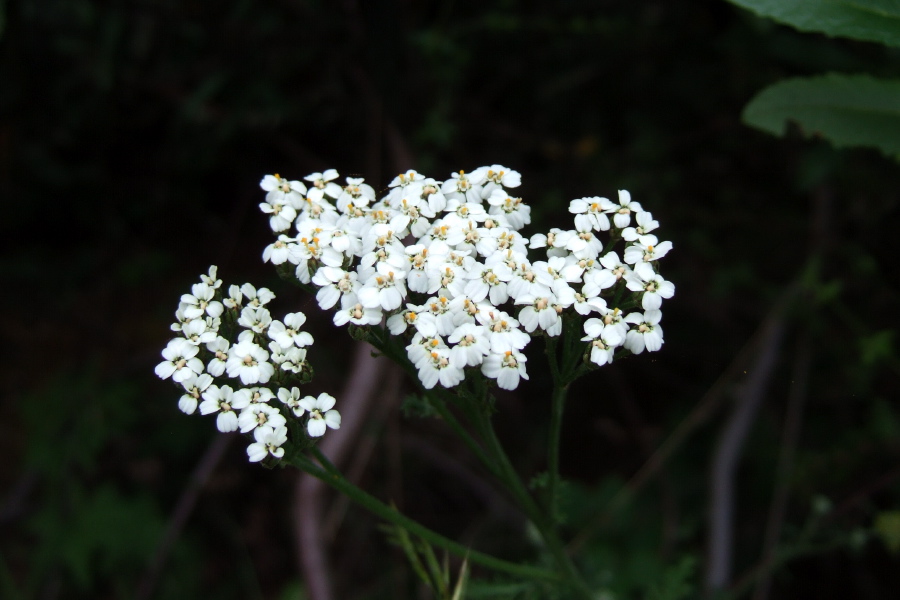 Unidentified Wildflower 7