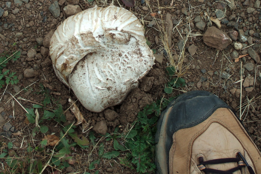 Large fungus