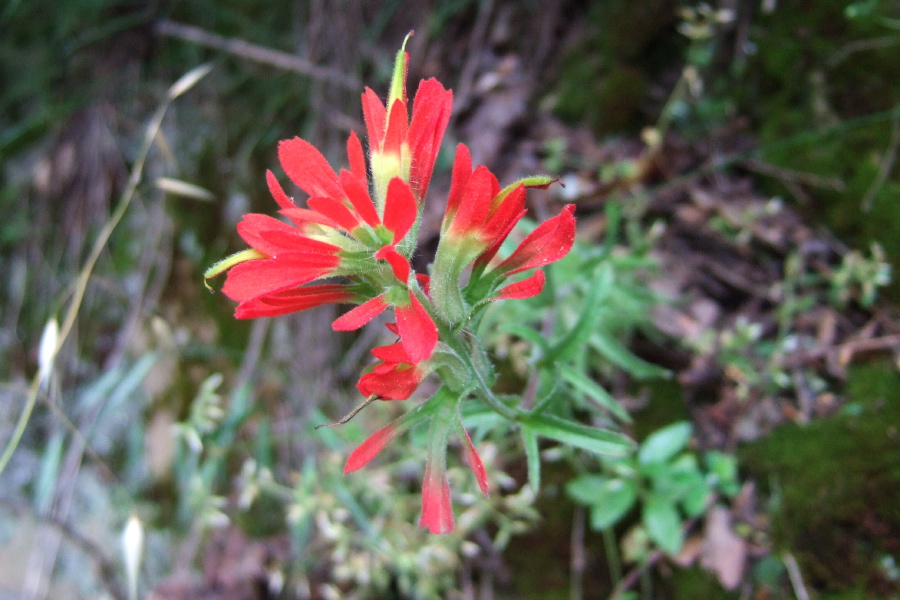 Indian Paintbrush