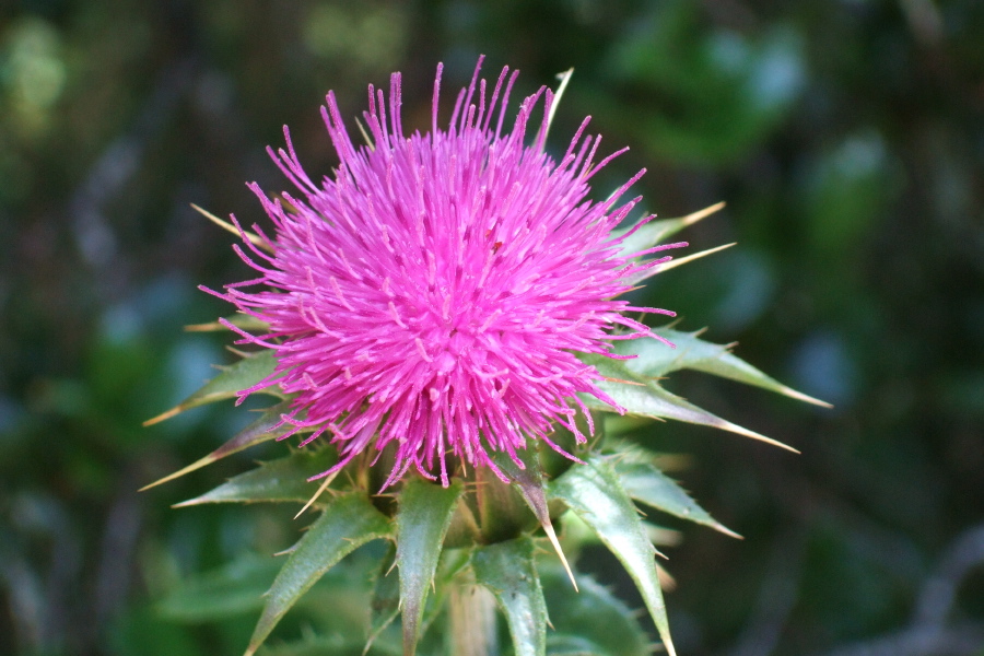 California Thistle