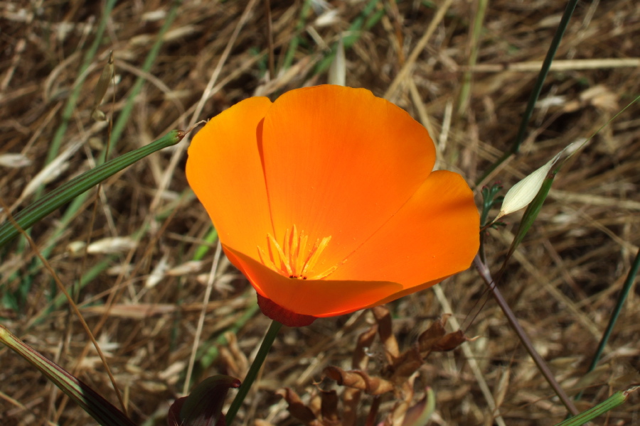 California Poppy