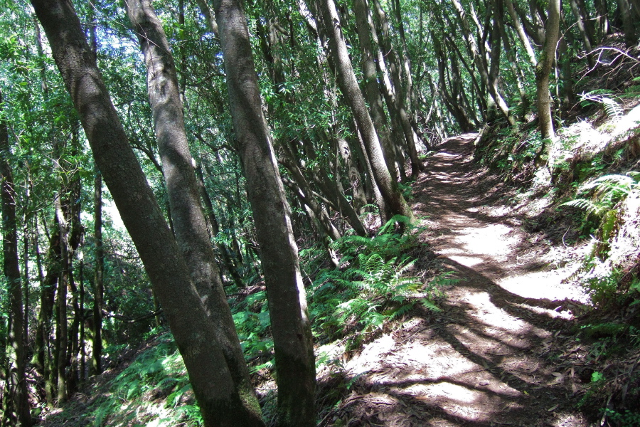 Trail passes through a forest of bay trees.