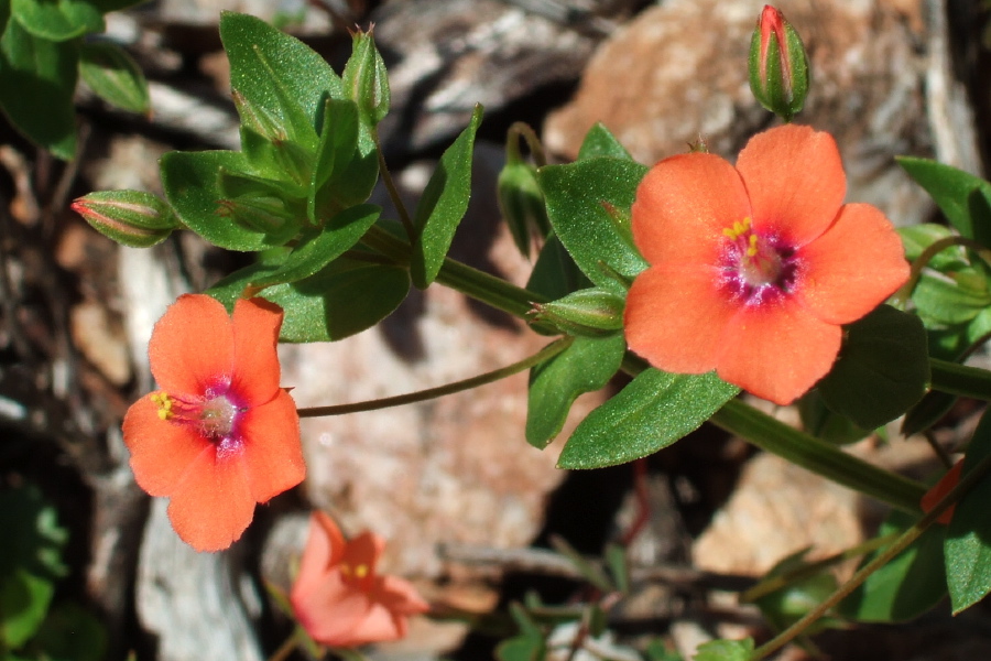 Unidentified Wildflower 9