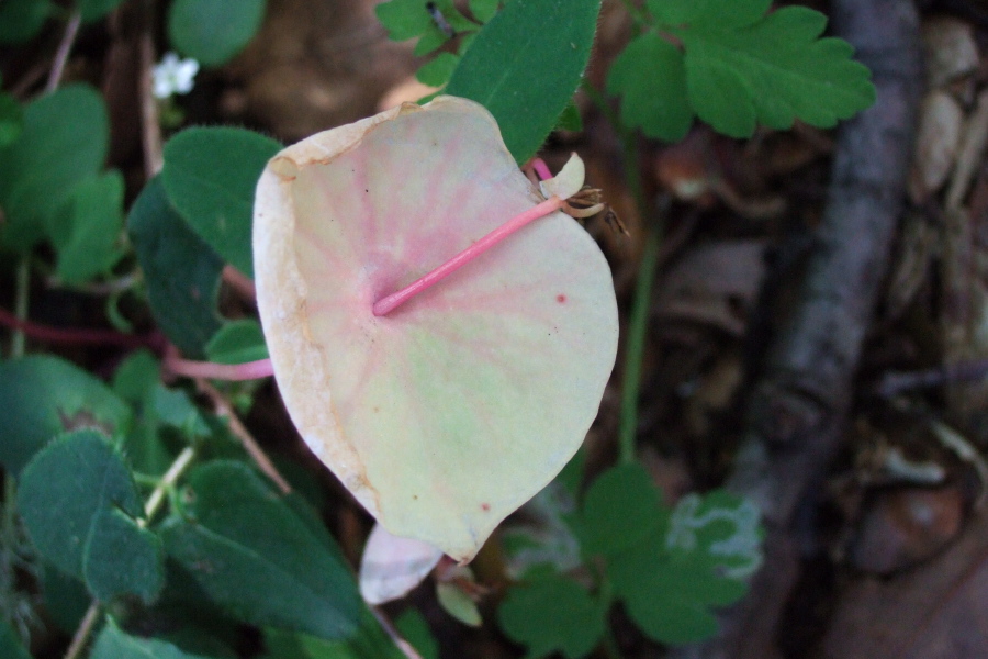 Faded Miner's Lettuce