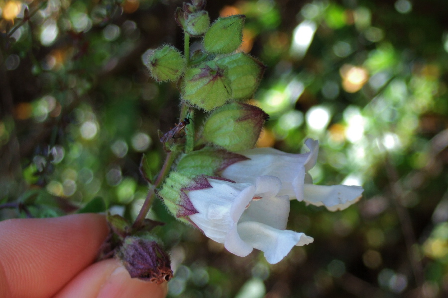 White Pitcher Sage