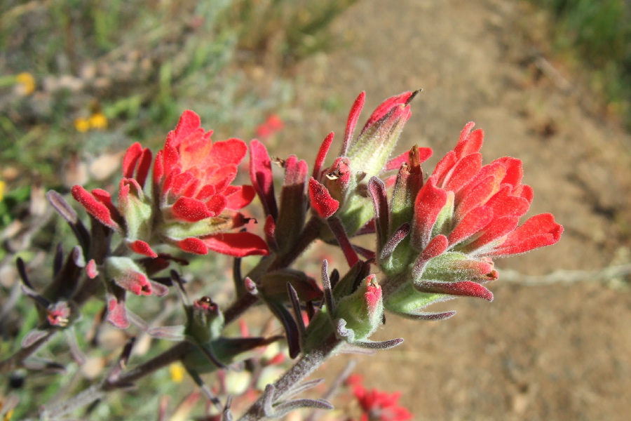 Indian Paintbrush