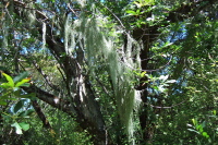 Hanging lichen