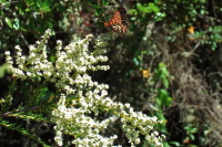 Checkerspot butterfly perched on chamise flower
