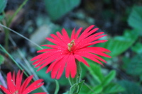 Unidentified Wildflower 8