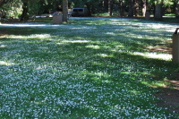 Carpet of clover blossom