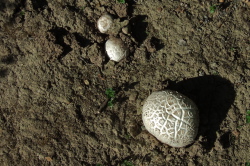 Three puffball mushrooms grows beside the trail.