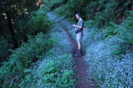 Steve pauses on the trail decorated with thousands of flowers from western hounds tongue (Cynoglossum occidentale).