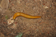 A banana slug (Ariolimax californicus) seen on the trail