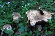 Large fungus growing amidst western hounds tongue (Cynoglossum occidentale)