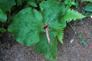 Trillium chloropetalum (giant wakerobin)