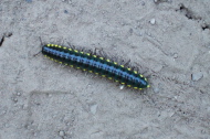 California millipede