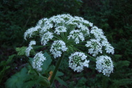 Angelica tomentoso (woolly angelica)