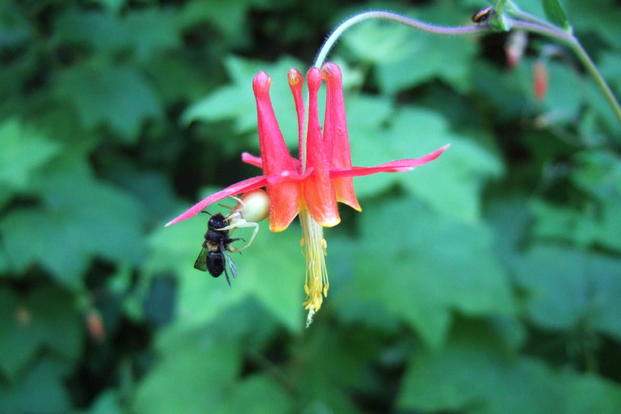 Crab spider catches an unfortunate honeybee on a Crimson Columbine flower.