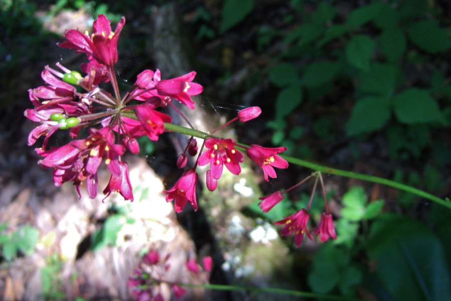 Another flowering plant