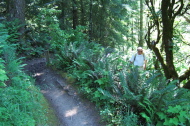 Hiking down through the ferns on Hamms Gulch Trail.