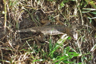 This alligator lizard is missing the end of its tail.